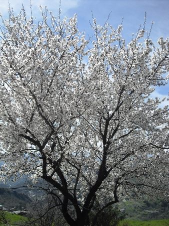 almendro en flor